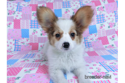 成約済の千葉県のパピヨン-162857の5枚目