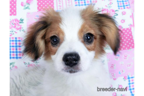 成約済の千葉県のパピヨン-157857の1枚目