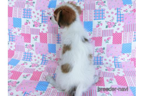 成約済の千葉県のパピヨン-157857の4枚目