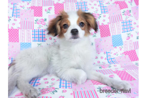 成約済の千葉県のパピヨン-157857の3枚目