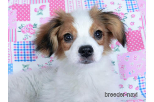 成約済の千葉県のパピヨン-157857の2枚目