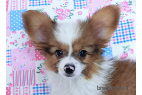 成約済の千葉県のパピヨン-162863の8枚目