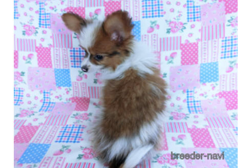 成約済の千葉県のパピヨン-162863の7枚目