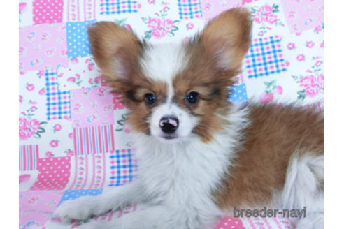 成約済の千葉県のパピヨン-162863の6枚目