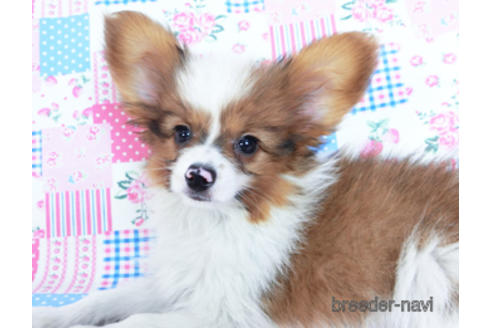 成約済の千葉県のパピヨン-162863の5枚目