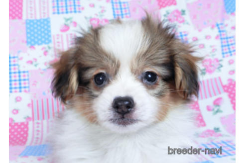 成約済の千葉県のパピヨン-164354の1枚目