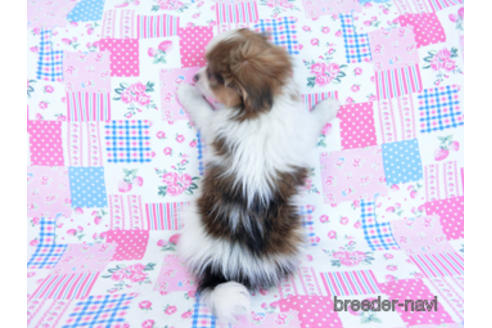 成約済の千葉県のパピヨン-164354の4枚目