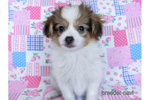 成約済の千葉県のパピヨン-164354の3枚目