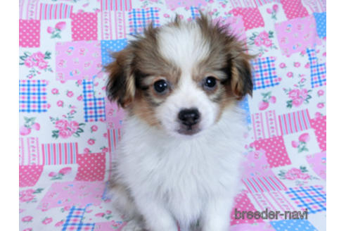 成約済の千葉県のパピヨン-164354の2枚目