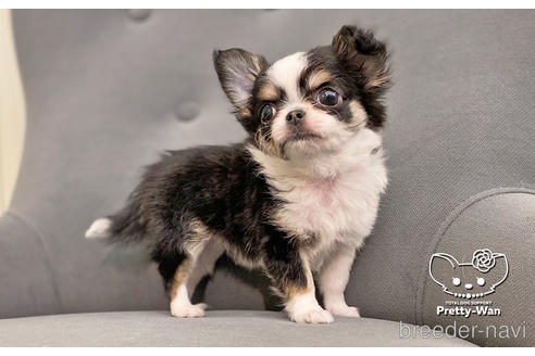 成約済の愛知県のチワワ(ロングコート)-169007