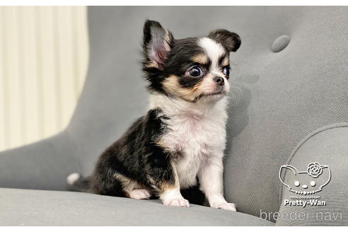 成約済の愛知県のチワワ(ロングコート)-169007の4枚目