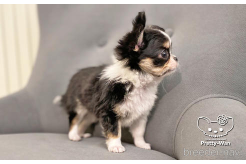 成約済の愛知県のチワワ(ロングコート)-169007の2枚目