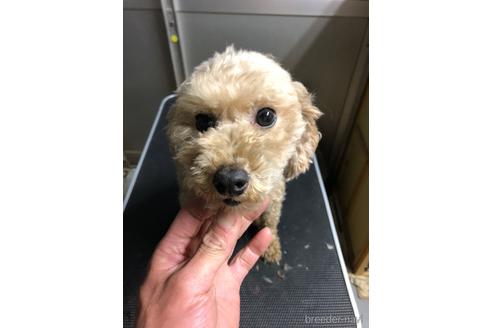 アラシくん1枚目
