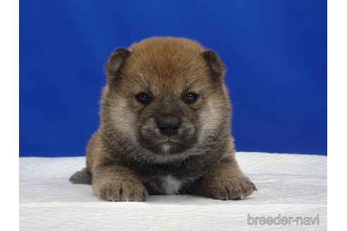 成約済の愛知県の柴犬-169038の12枚目