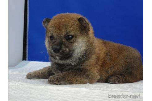 成約済の愛知県の柴犬-169038の6枚目