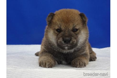 成約済の愛知県の柴犬-169038の7枚目