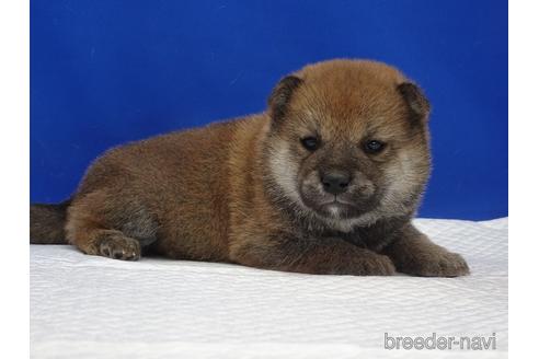 成約済の愛知県の柴犬-169038の9枚目