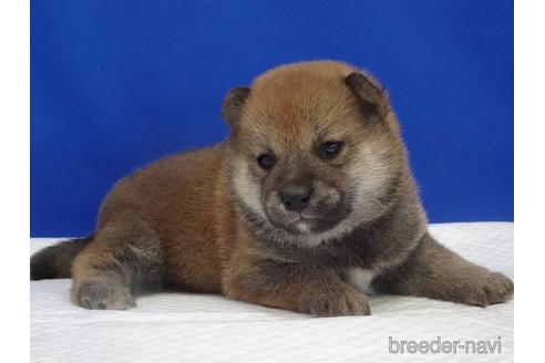 成約済の愛知県の柴犬-169038の10枚目