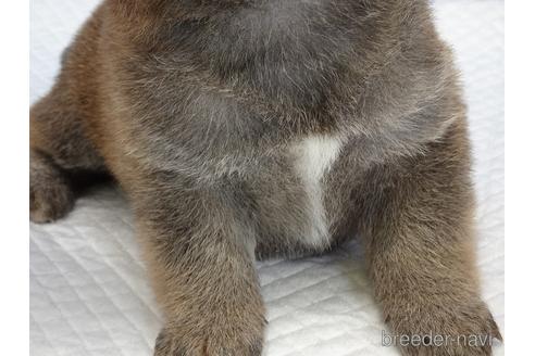 成約済の愛知県の柴犬-169038の11枚目
