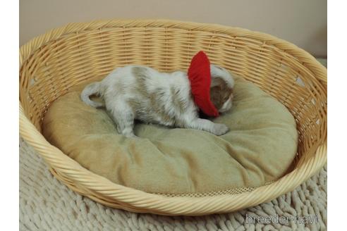 成約済の埼玉県のキャバリアキングチャールズスパニエル-169049の2枚目