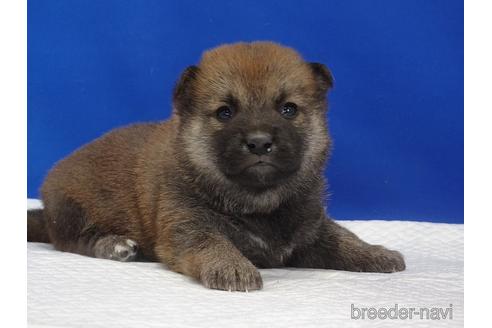 成約済の愛知県の柴犬-169052の10枚目