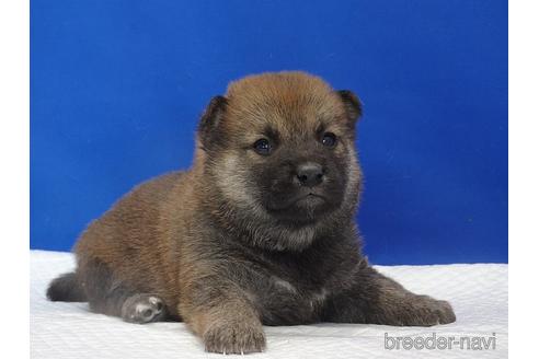 成約済の愛知県の柴犬-169052の13枚目