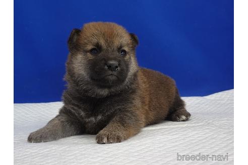 成約済の愛知県の柴犬-169052の15枚目