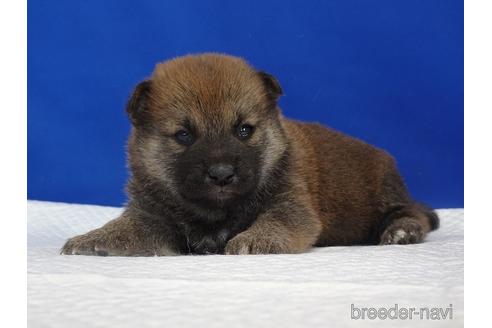 成約済の愛知県の柴犬-169052の9枚目