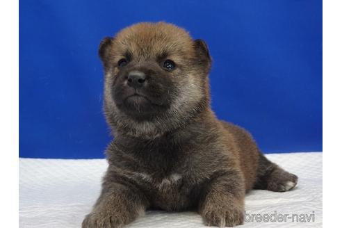成約済の愛知県の柴犬-169052の6枚目