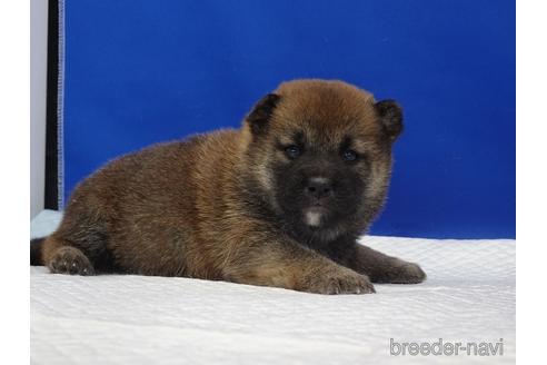 成約済の愛知県の柴犬-169058の7枚目