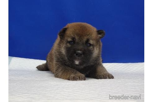 成約済の愛知県の柴犬-169058の8枚目