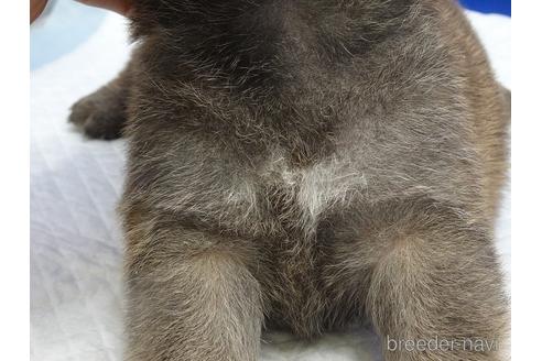 成約済の愛知県の柴犬-169058の9枚目