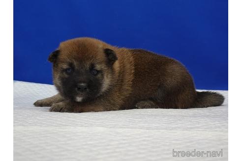 成約済の愛知県の柴犬-169058の10枚目