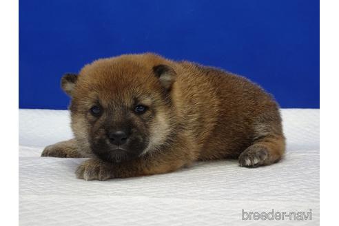 成約済の愛知県の柴犬-169071の7枚目