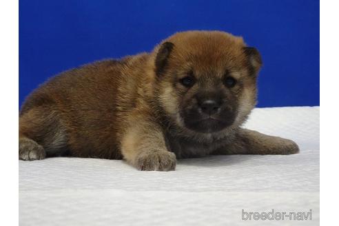 成約済の愛知県の柴犬-169071の8枚目