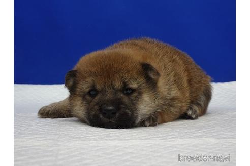成約済の愛知県の柴犬-169071の3枚目