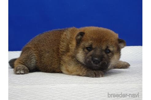 成約済の愛知県の柴犬-169071の4枚目