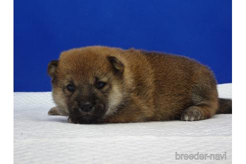 成約済の愛知県の柴犬-169071の5枚目