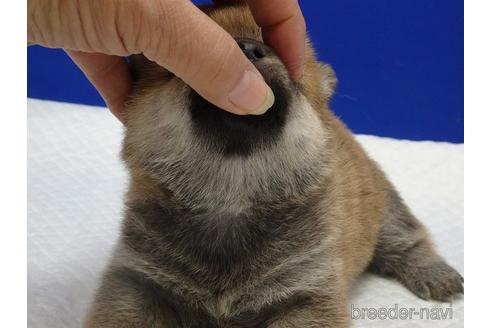 成約済の愛知県の柴犬-169075の2枚目
