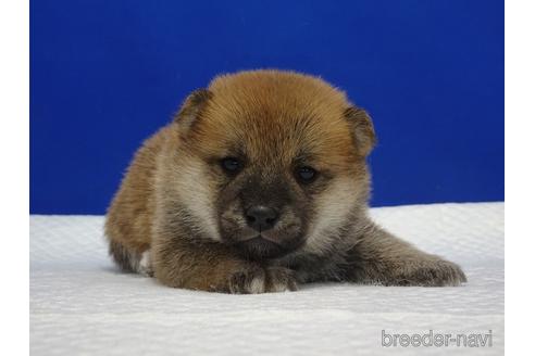 成約済の愛知県の柴犬-169075の3枚目