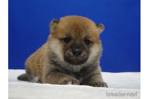 成約済の愛知県の柴犬-169075