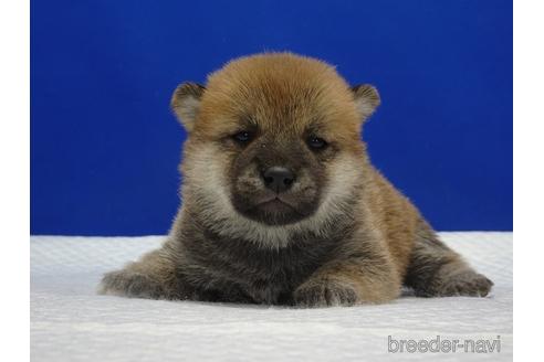成約済の愛知県の柴犬-169075の6枚目