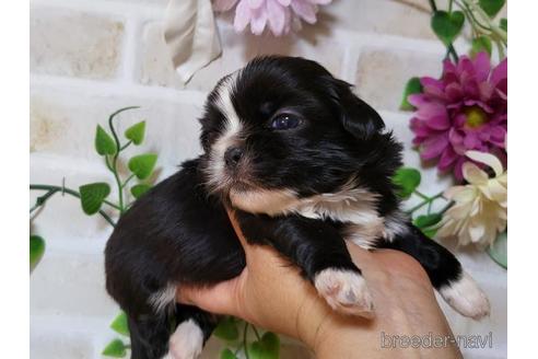 成約済の長崎県のミックス犬-169089の1枚目