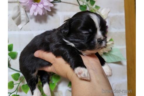 成約済の長崎県のミックス犬-169089の2枚目