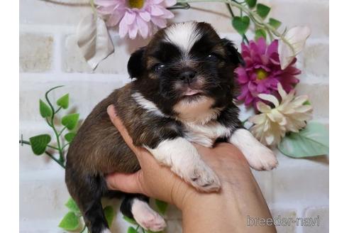 成約済の長崎県のミックス犬-169091の1枚目