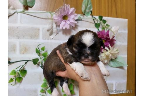 成約済の長崎県のミックス犬-169091の2枚目