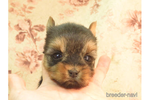 大阪府のヨークシャーテリア 女の子 22 01 23生まれ お顔が可愛い女の子903 子犬id ブリーダーナビ