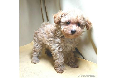 成約済の茨城県のミックス犬-163527の20枚目
