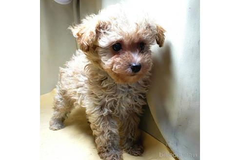 成約済の茨城県のミックス犬-163527の19枚目