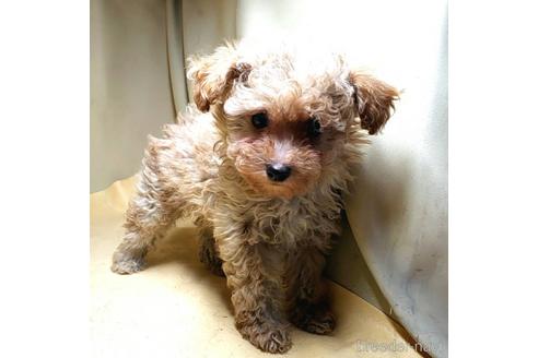 成約済の茨城県のミックス犬-163527の17枚目